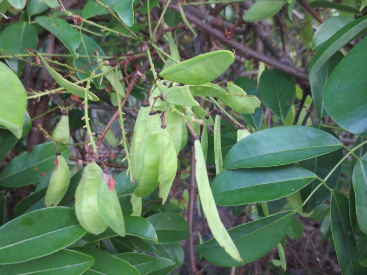 Dalbergia rostrata Hassk.